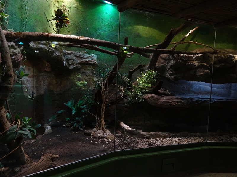 Jaguar House: Boa constrictor terrarium