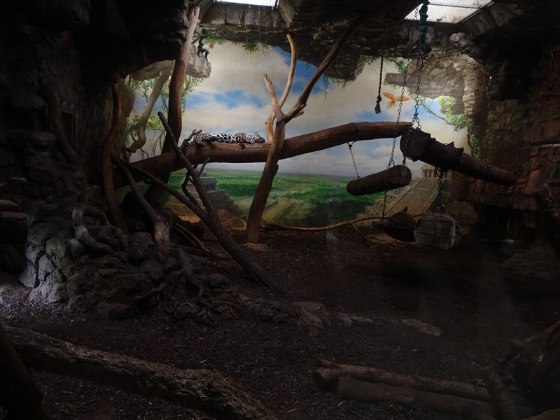 Jaguar house: Jaguar indoor enclosure