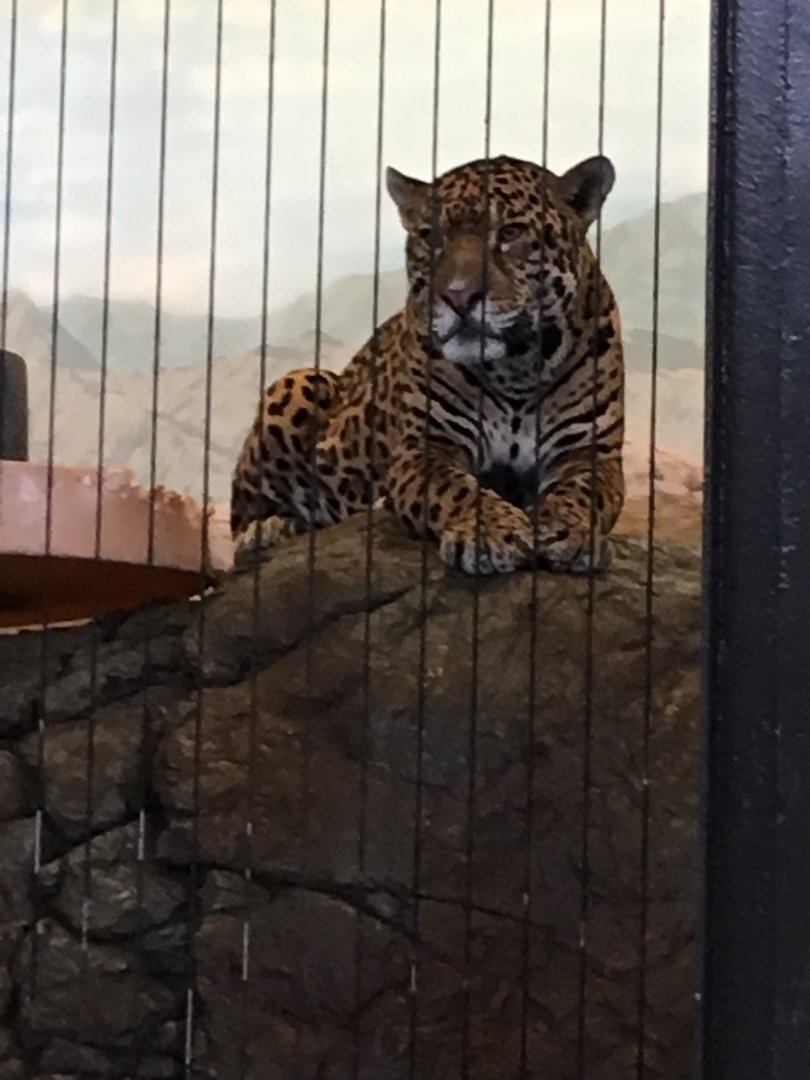 Jaguar in all indoor mock rock abomination