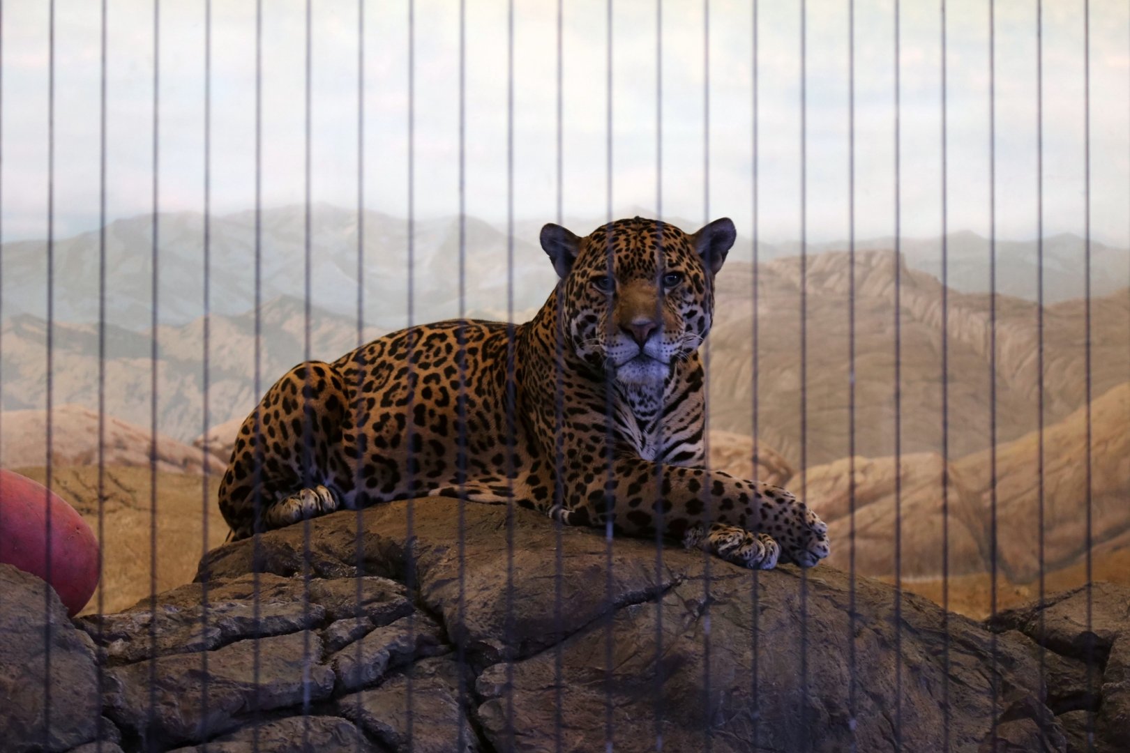 Jaguar in Diorama-Style Exhibit, January 2017