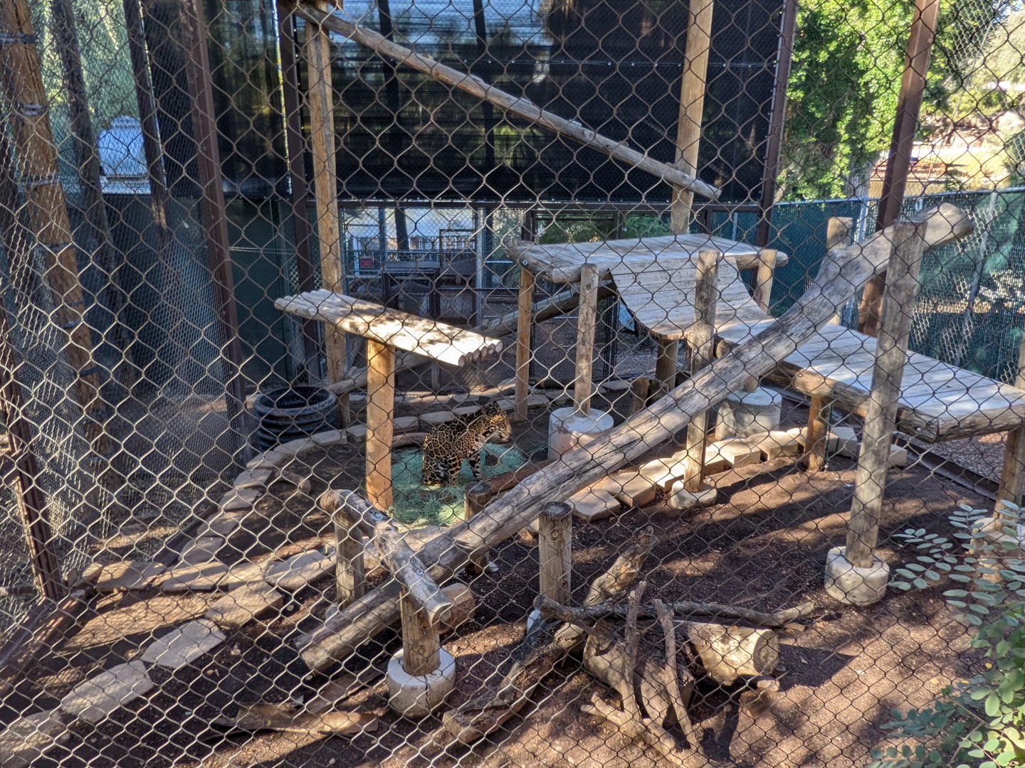 Jaguar in its enclosure