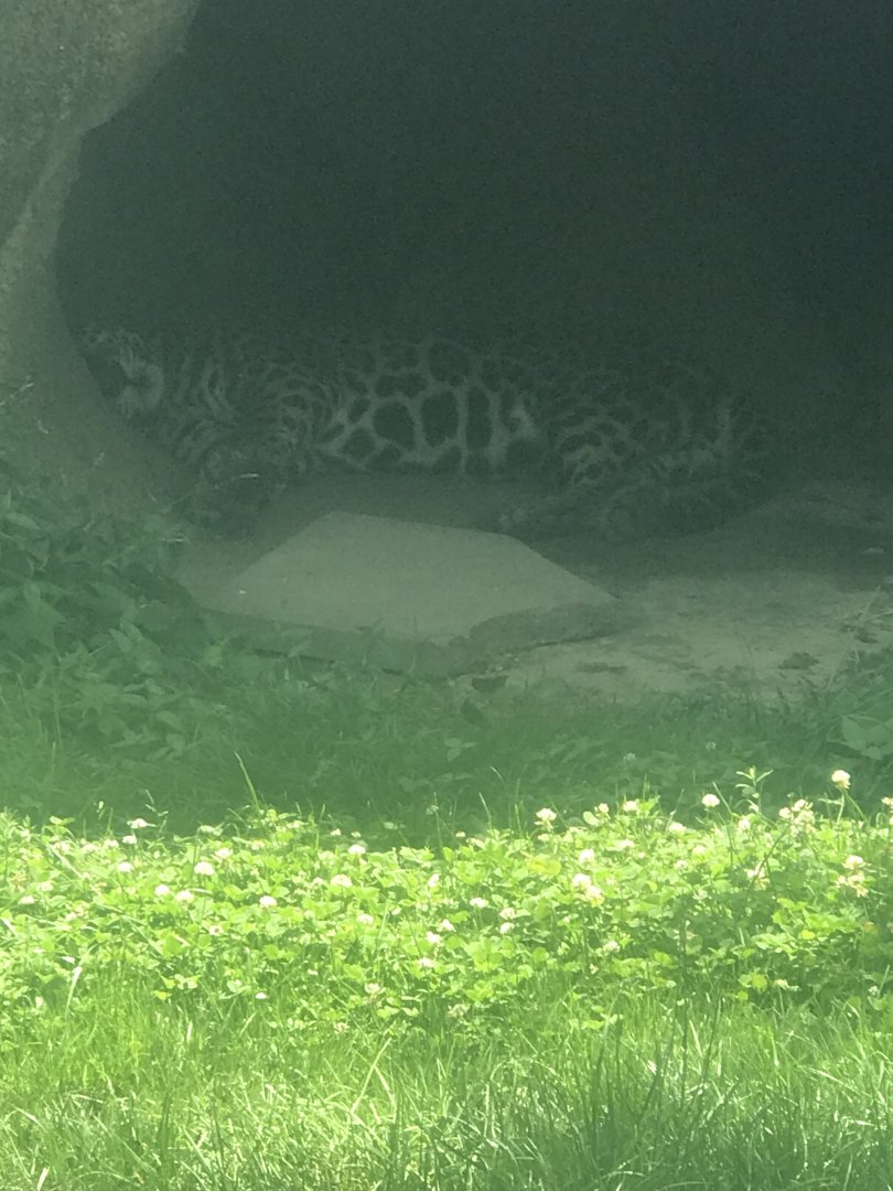 Jaguar in lion exhibit