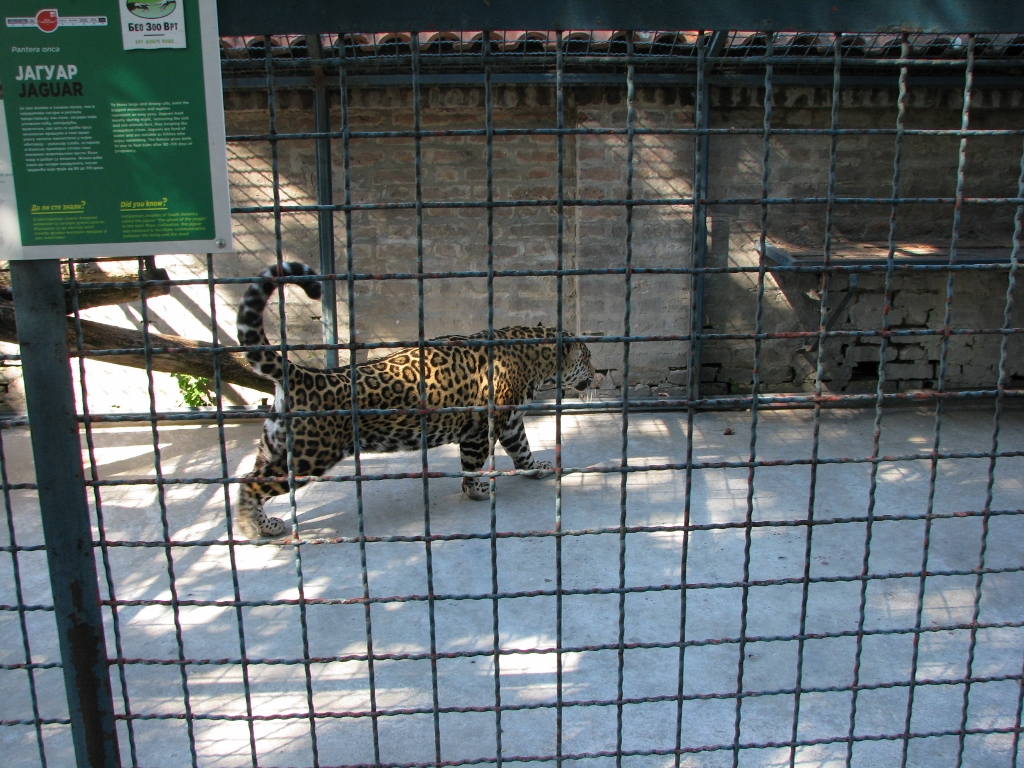 Jaguar In Temporary Enclosure