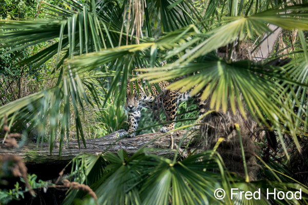 jaguar in the jungle