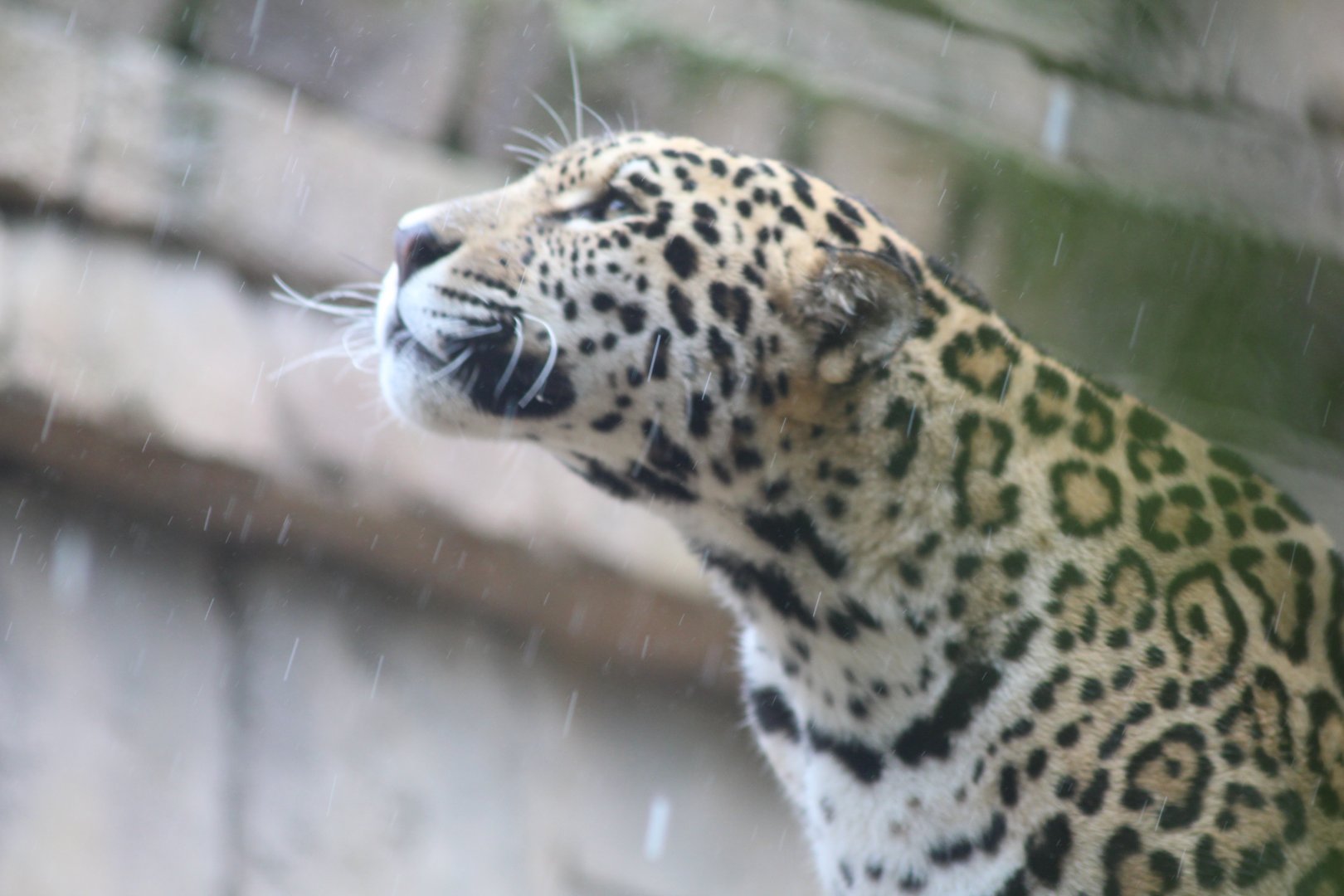 Jaguar in the rain