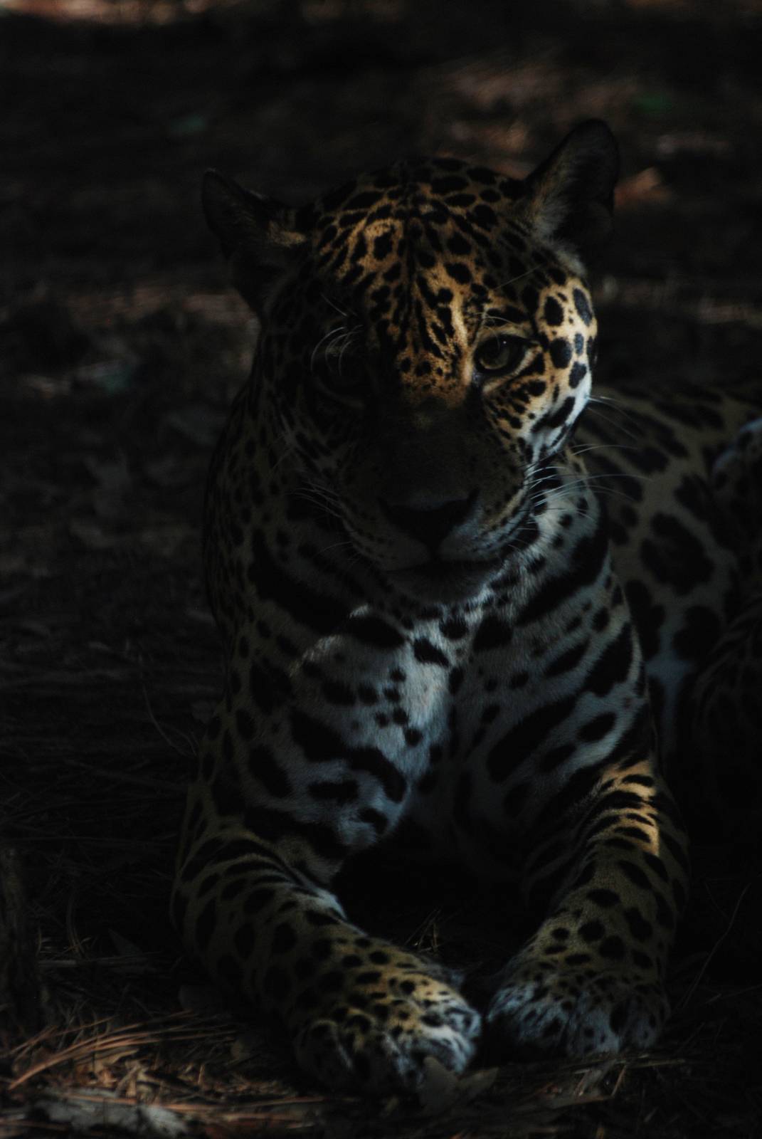 Jaguar in the Shadows at Brevard, 14/10/13