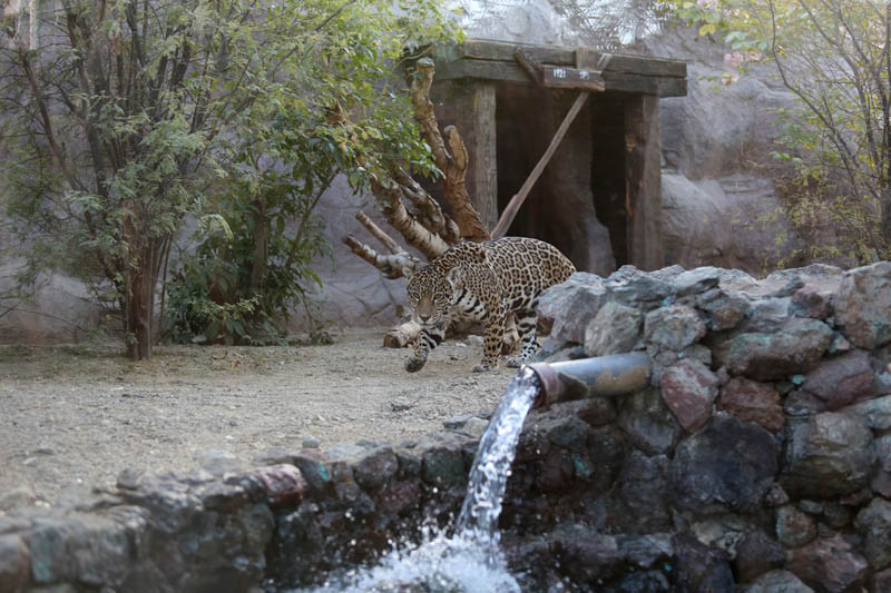 jaguar in themed exhibit
