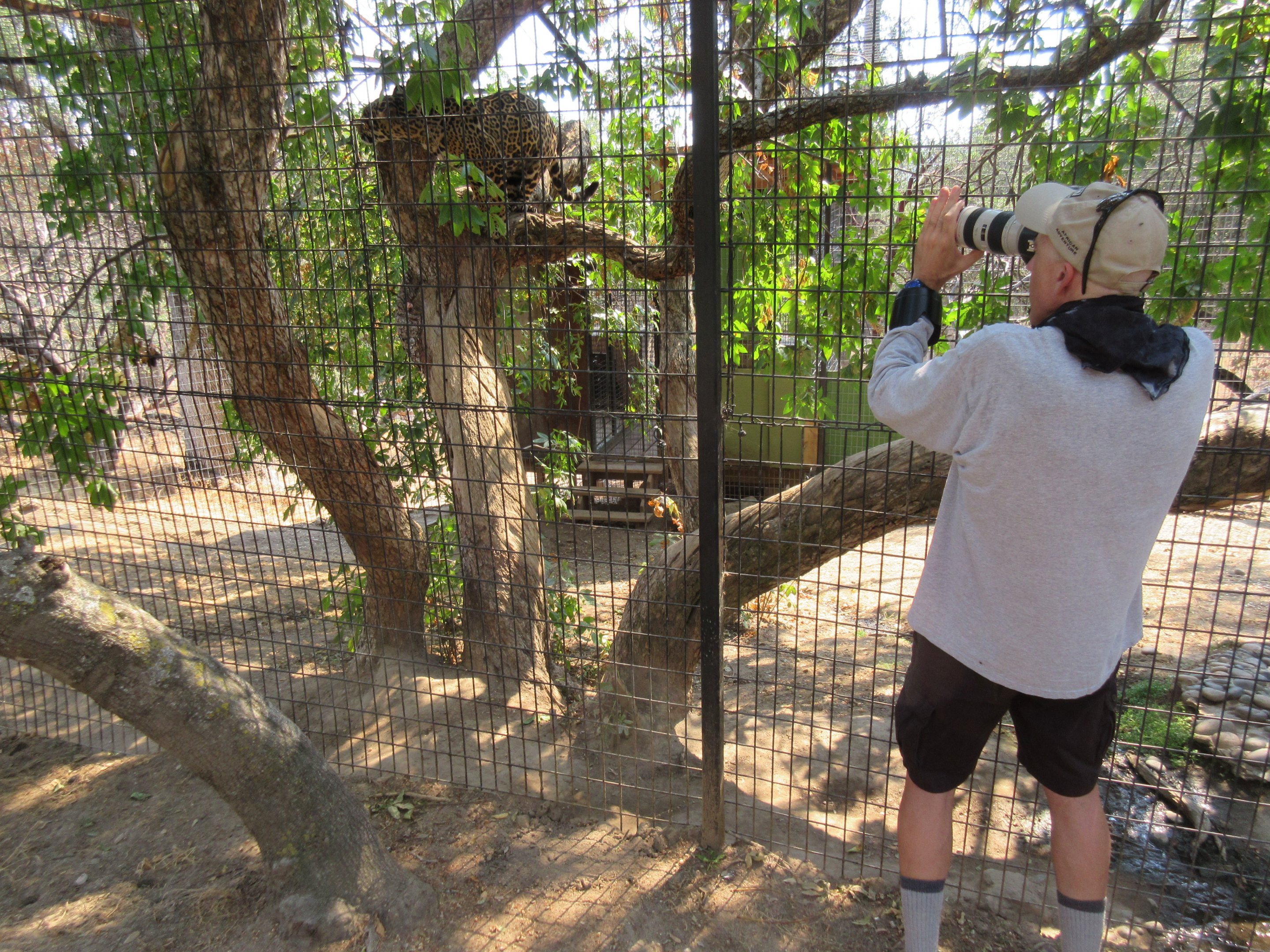 Jaguar in tree and ZooChatter
