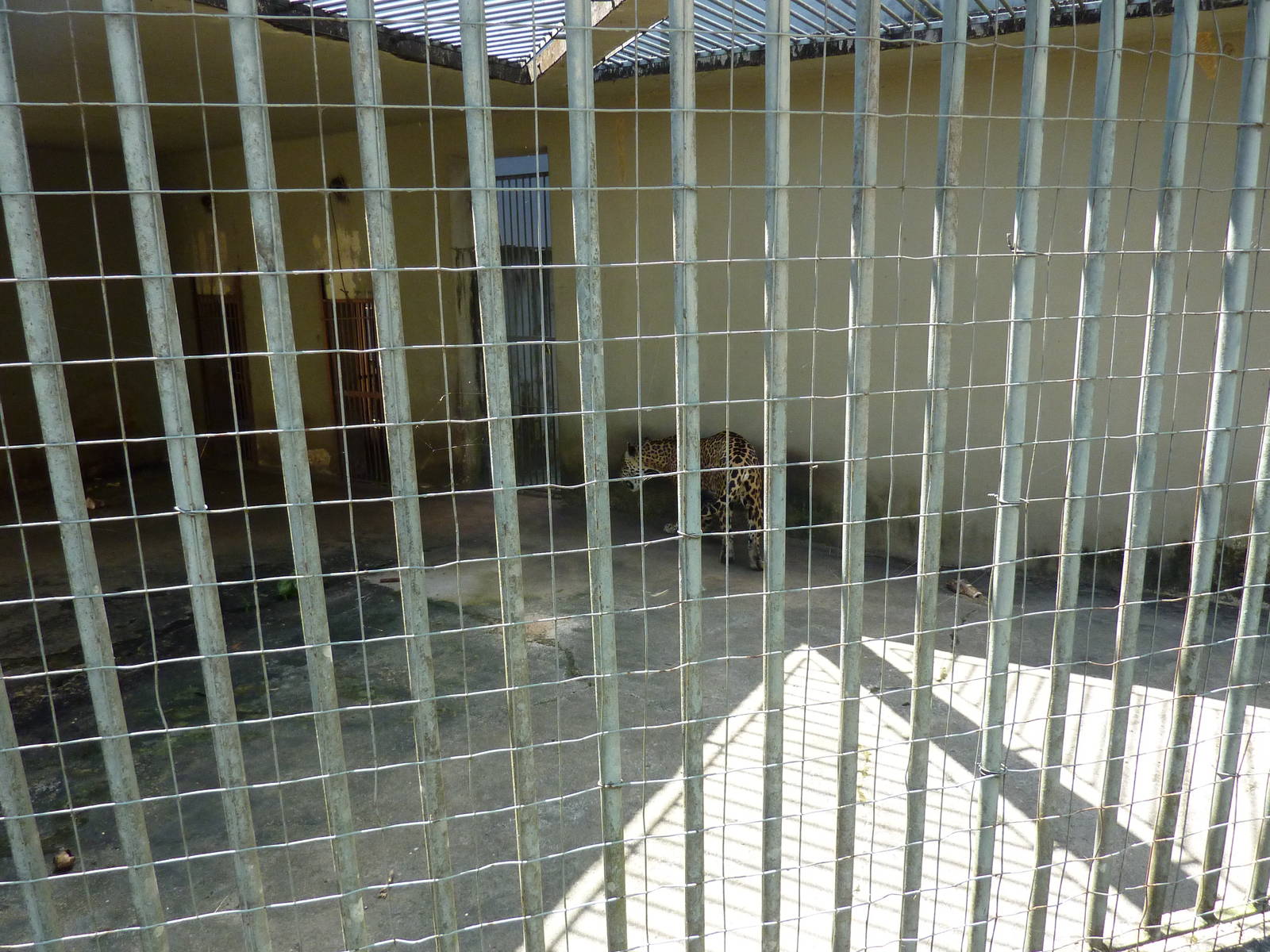 Jaguar 'indoor' enclosure