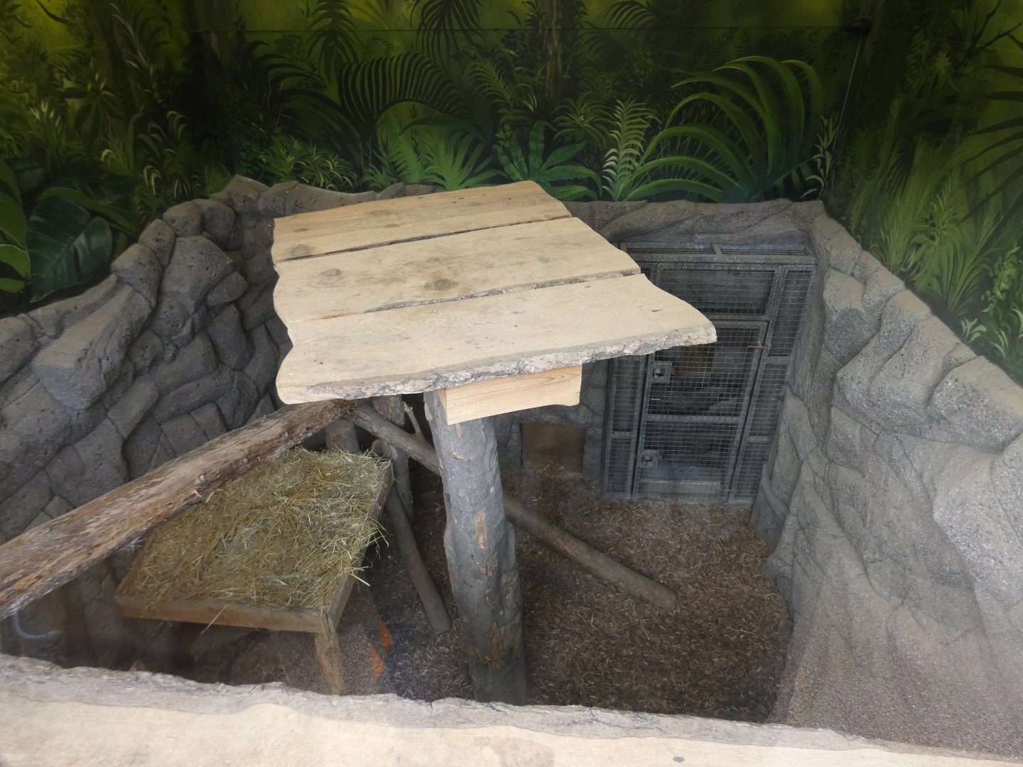 Jaguar indoor enclosure