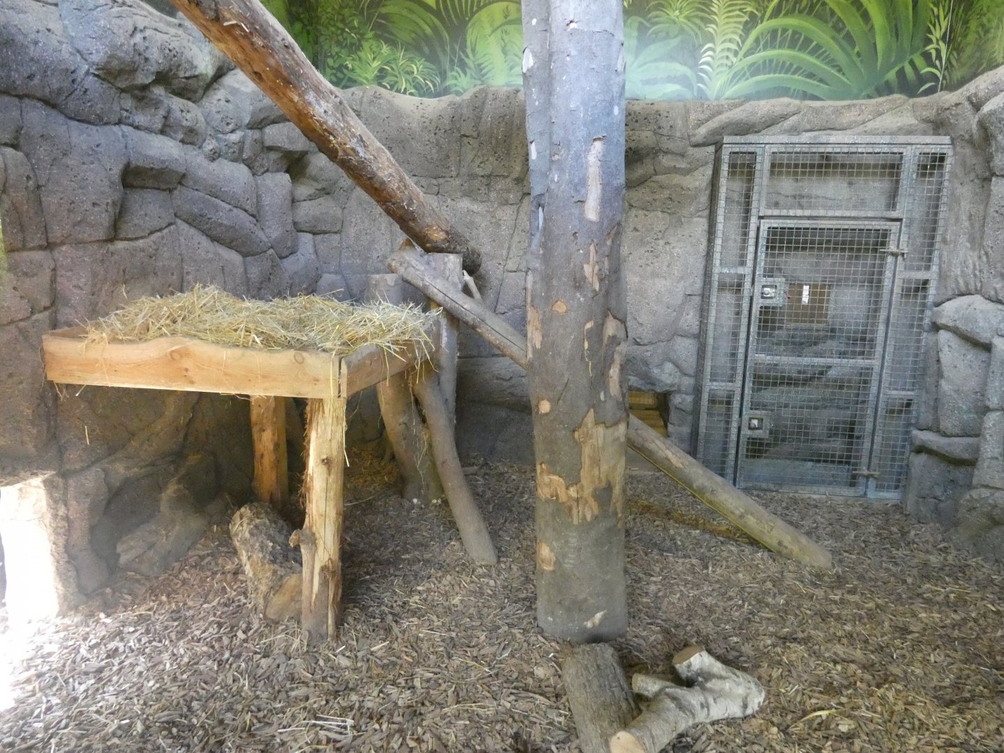 Jaguar indoor enclosure