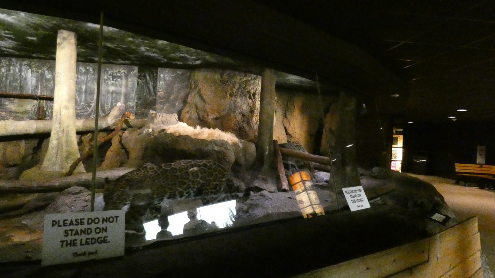 Jaguar Indoor Exhibit, Big Cat Country - Aug. 2021