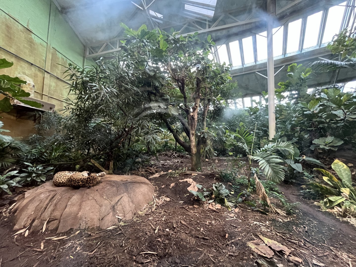 Jaguar indoors 29.6.24