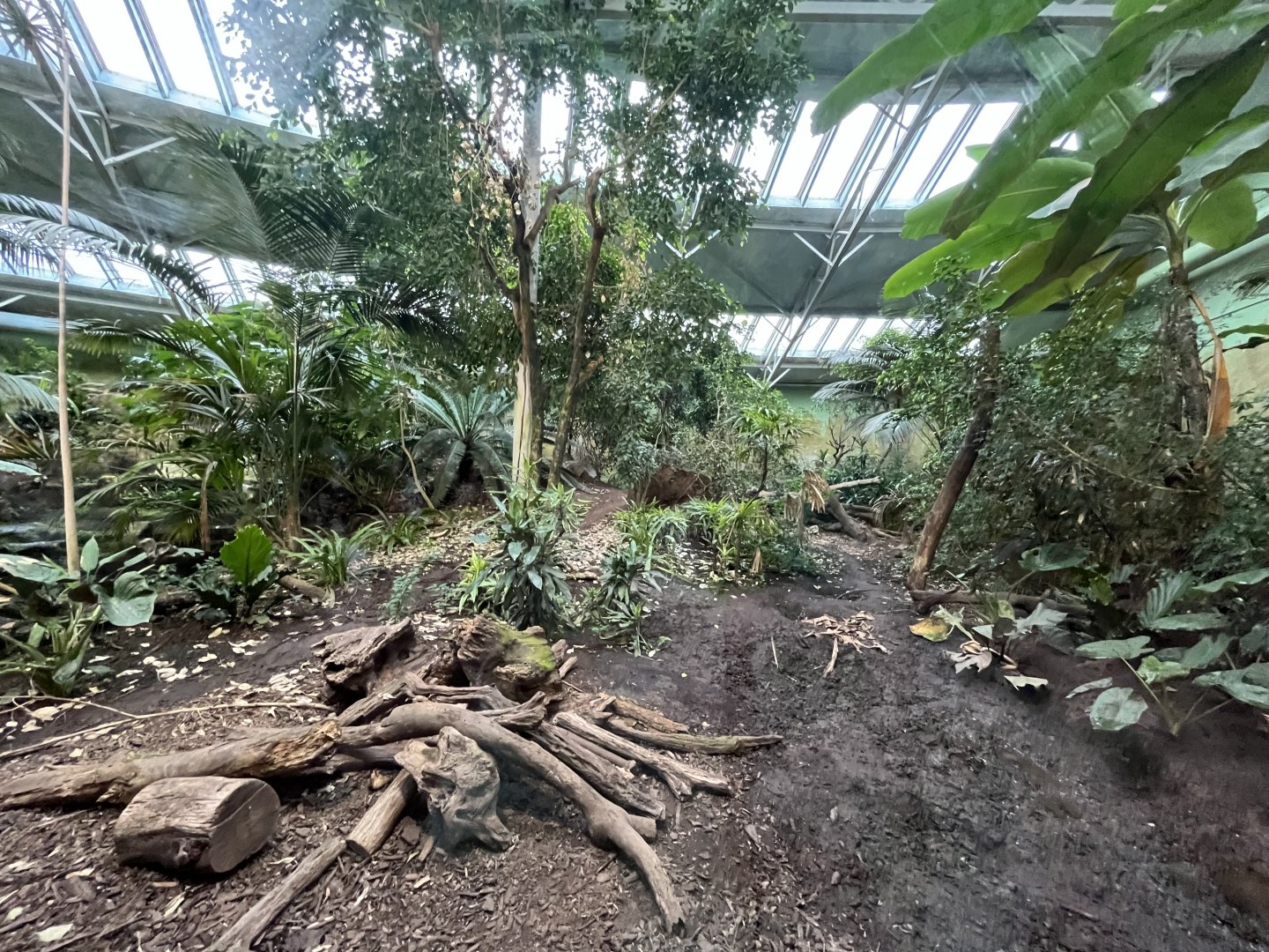 Jaguar indoors 29.6.24