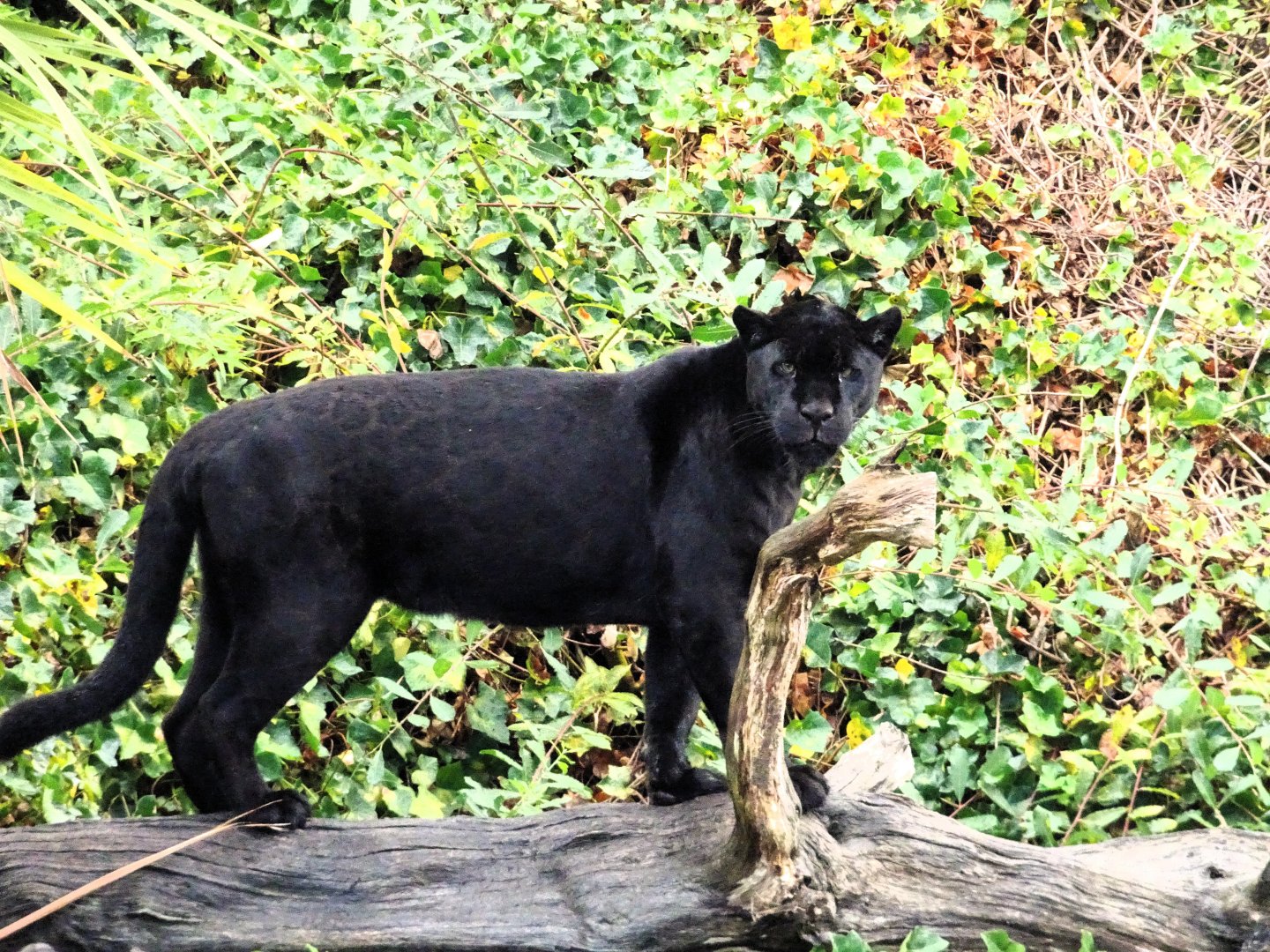 Jaguar Inka 13 September 2025