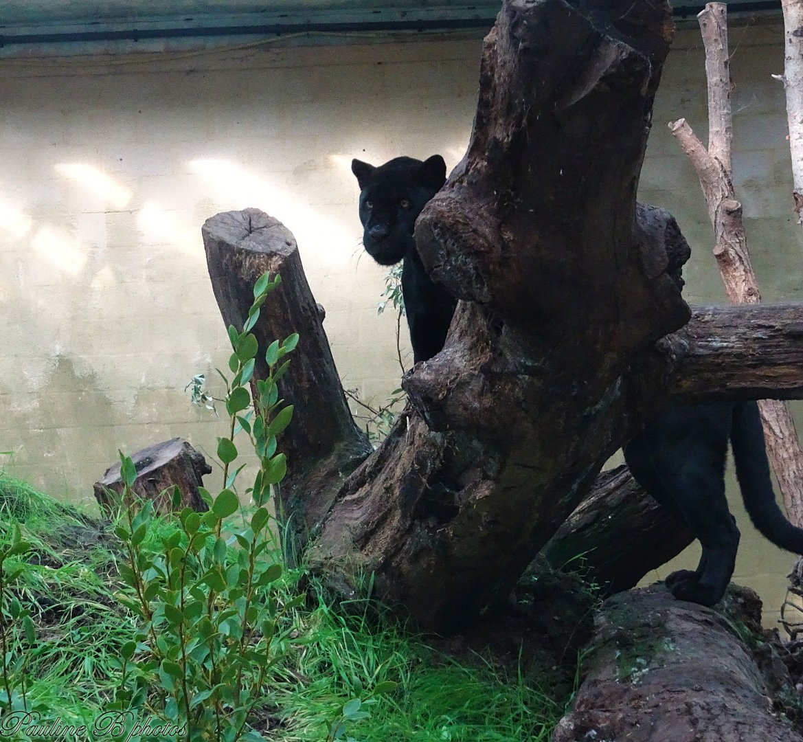 Jaguar Inka 5 October 2025