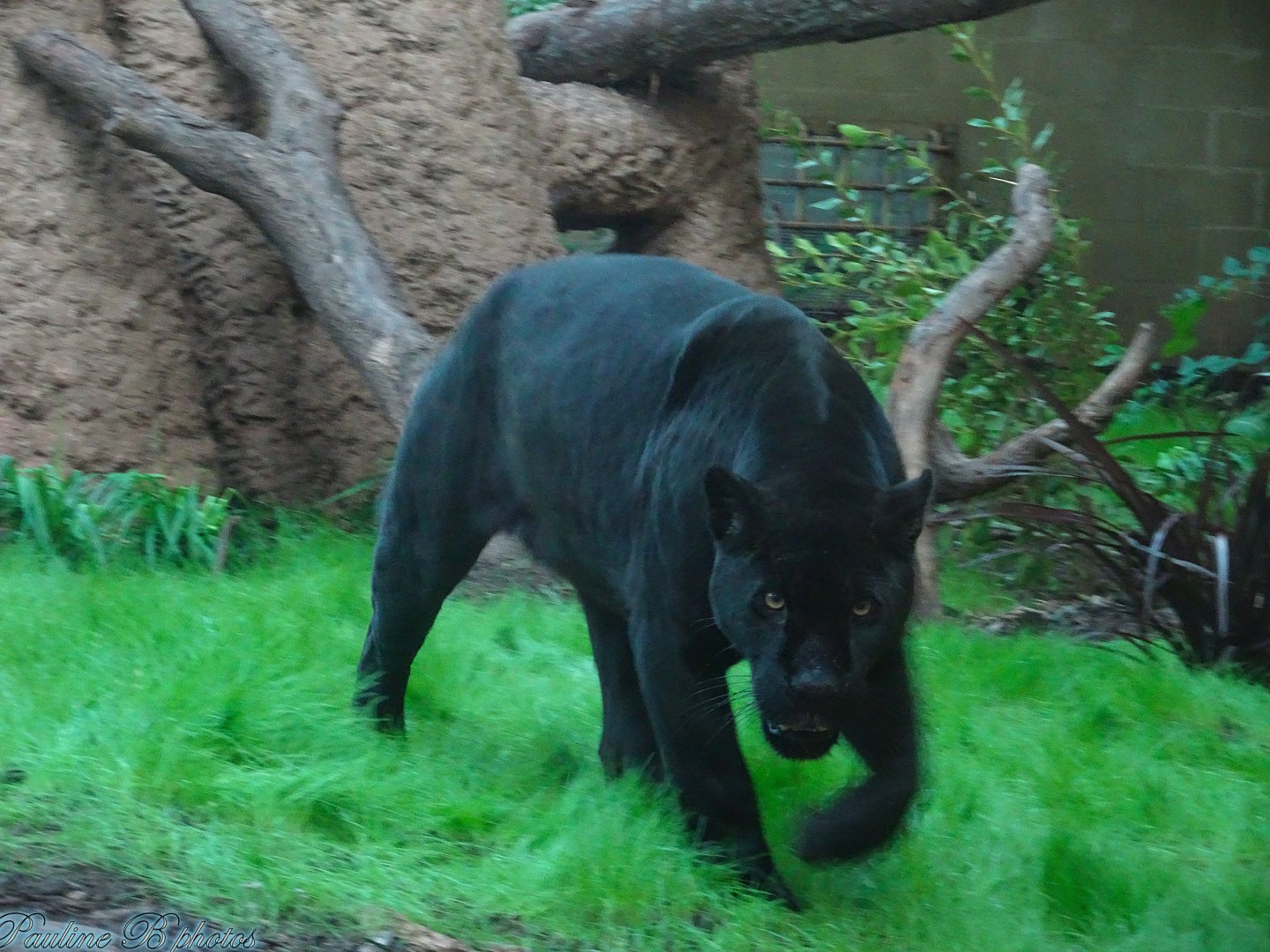 Jaguar Inka 5 October 2025