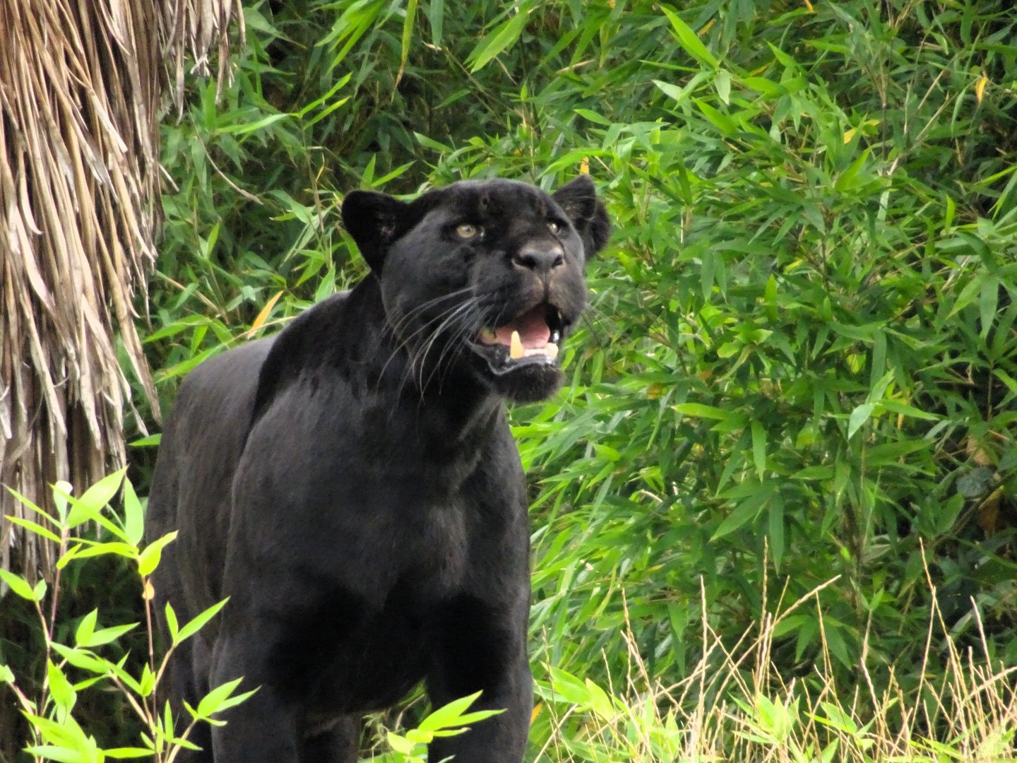 Jaguar Inka,  6 September 2025