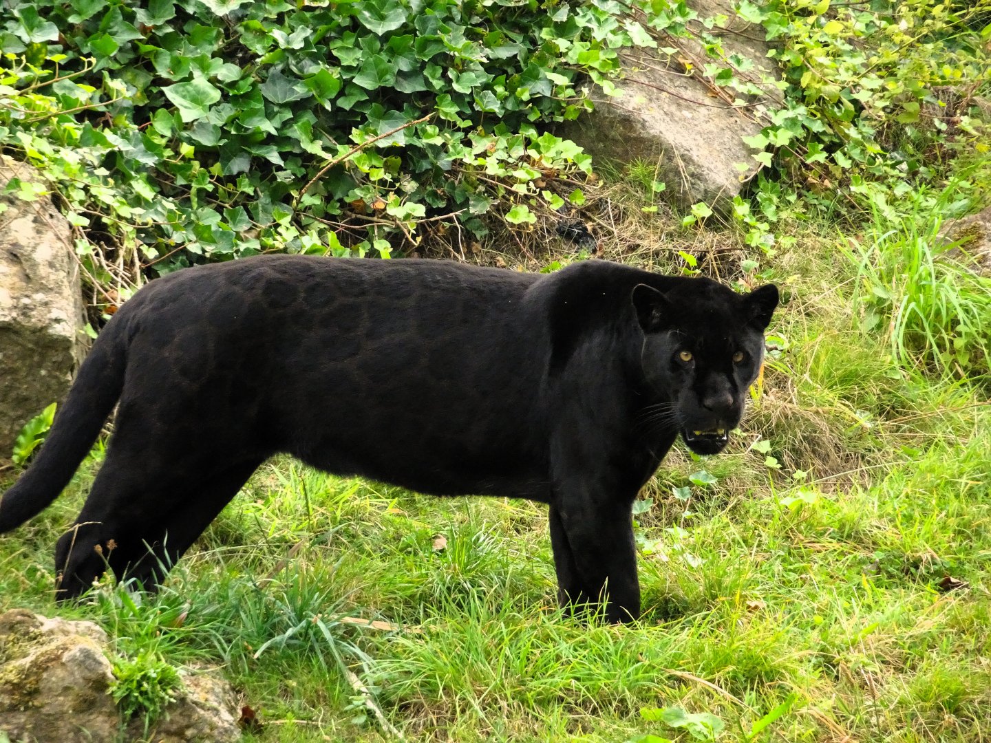 Jaguar Inka,  6 September 2025