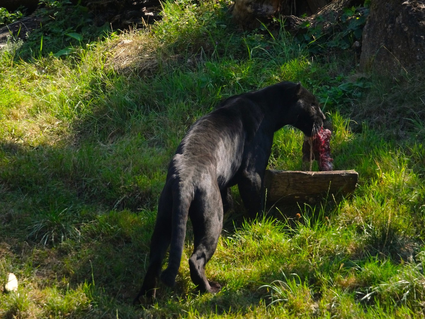 Jaguar Inka after dragging her lunch from the pond 17 August 2025