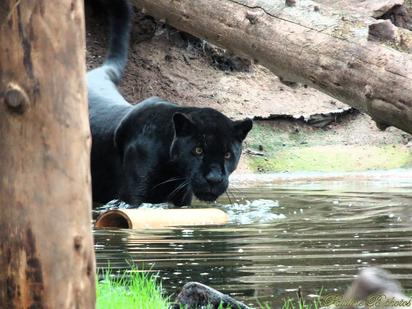 Jaguar Inka in her new pool 5 October 2025