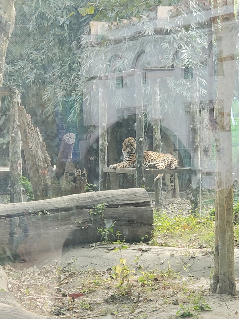 Jaguar - January 2023