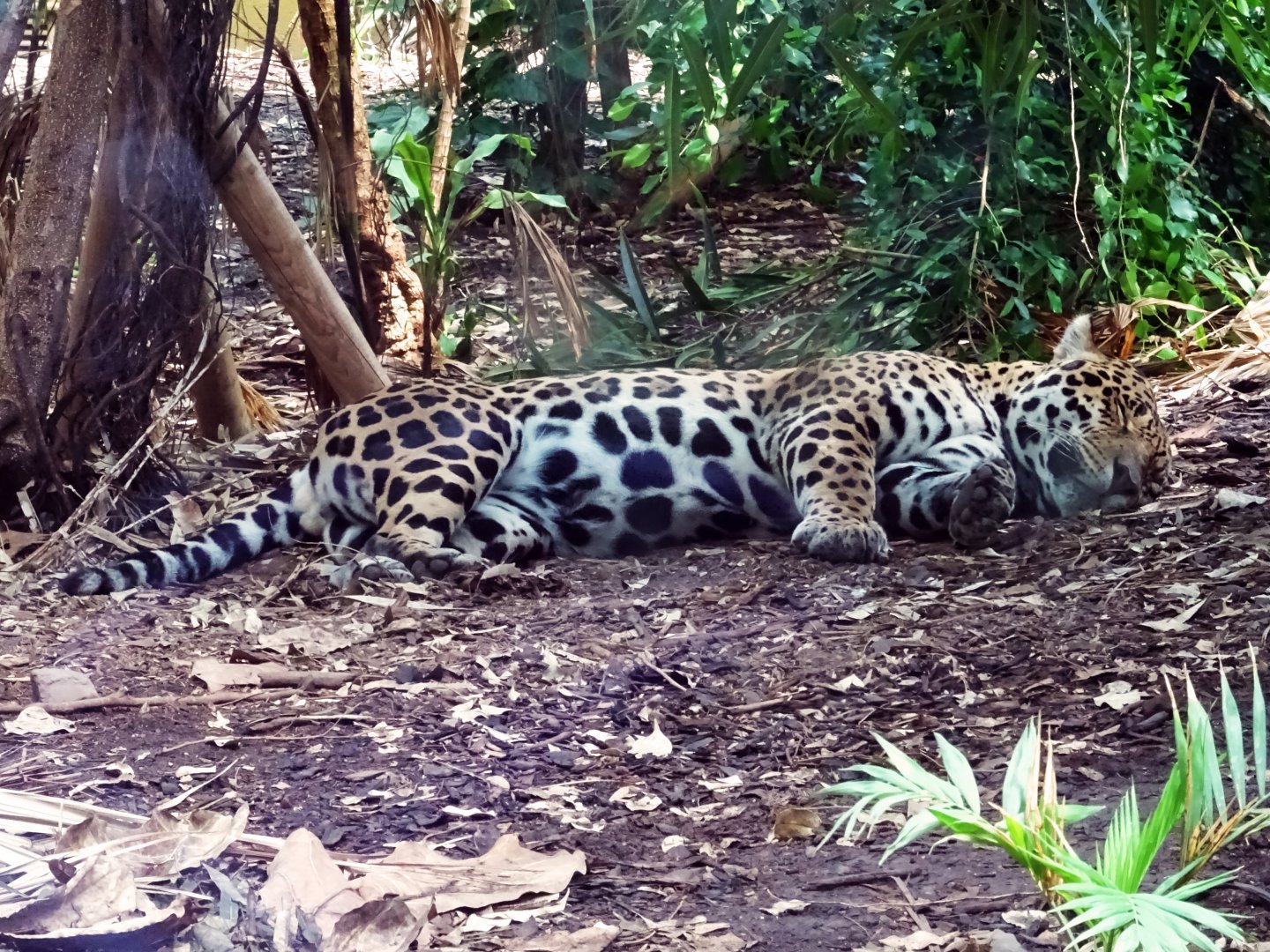 Jaguar, July 2019