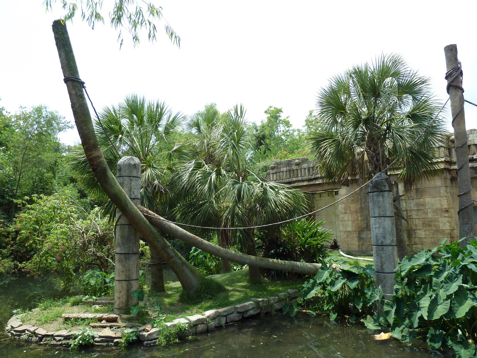 Jaguar Jungle - Black-Handed Spider Monkey Exhibit