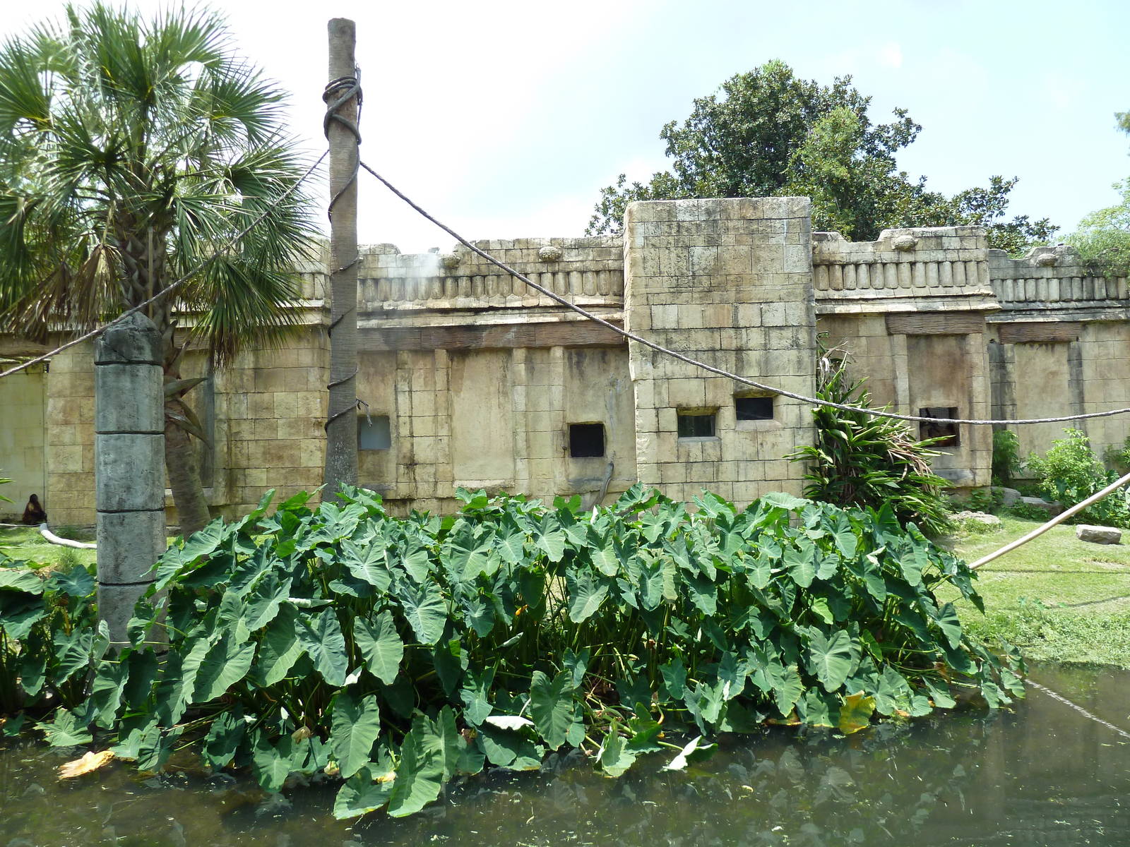 Jaguar Jungle - Black-Handed Spider Monkey Exhibit