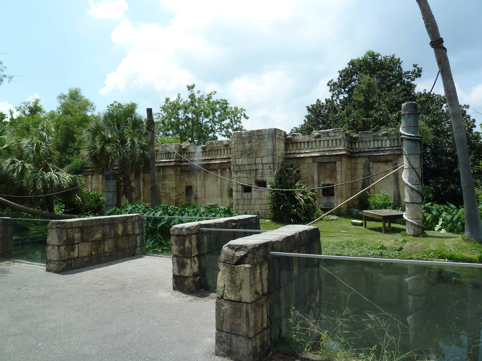 Jaguar Jungle - Black-Handed Spider Monkey Exhibit