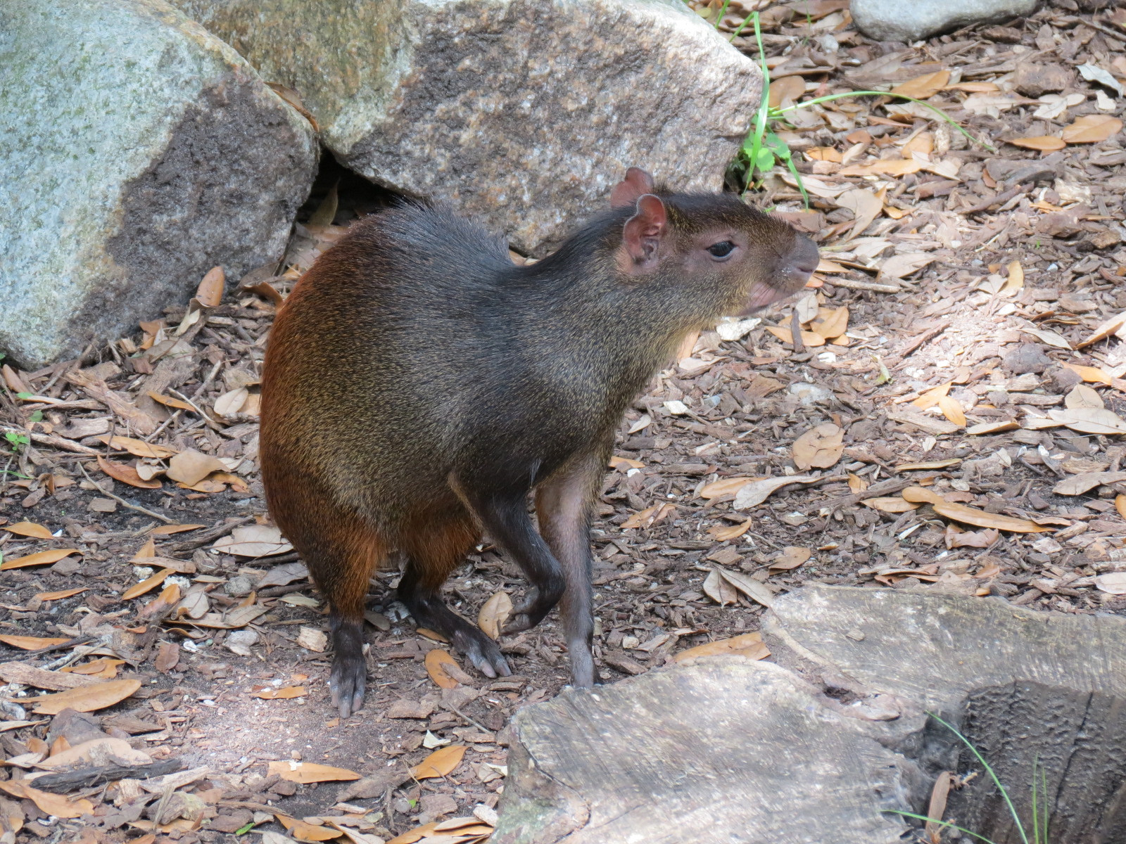 Jaguar Jungle - Giant Anteater, Hoffman's Sloth, and St. Vincent Agouti Exhibit