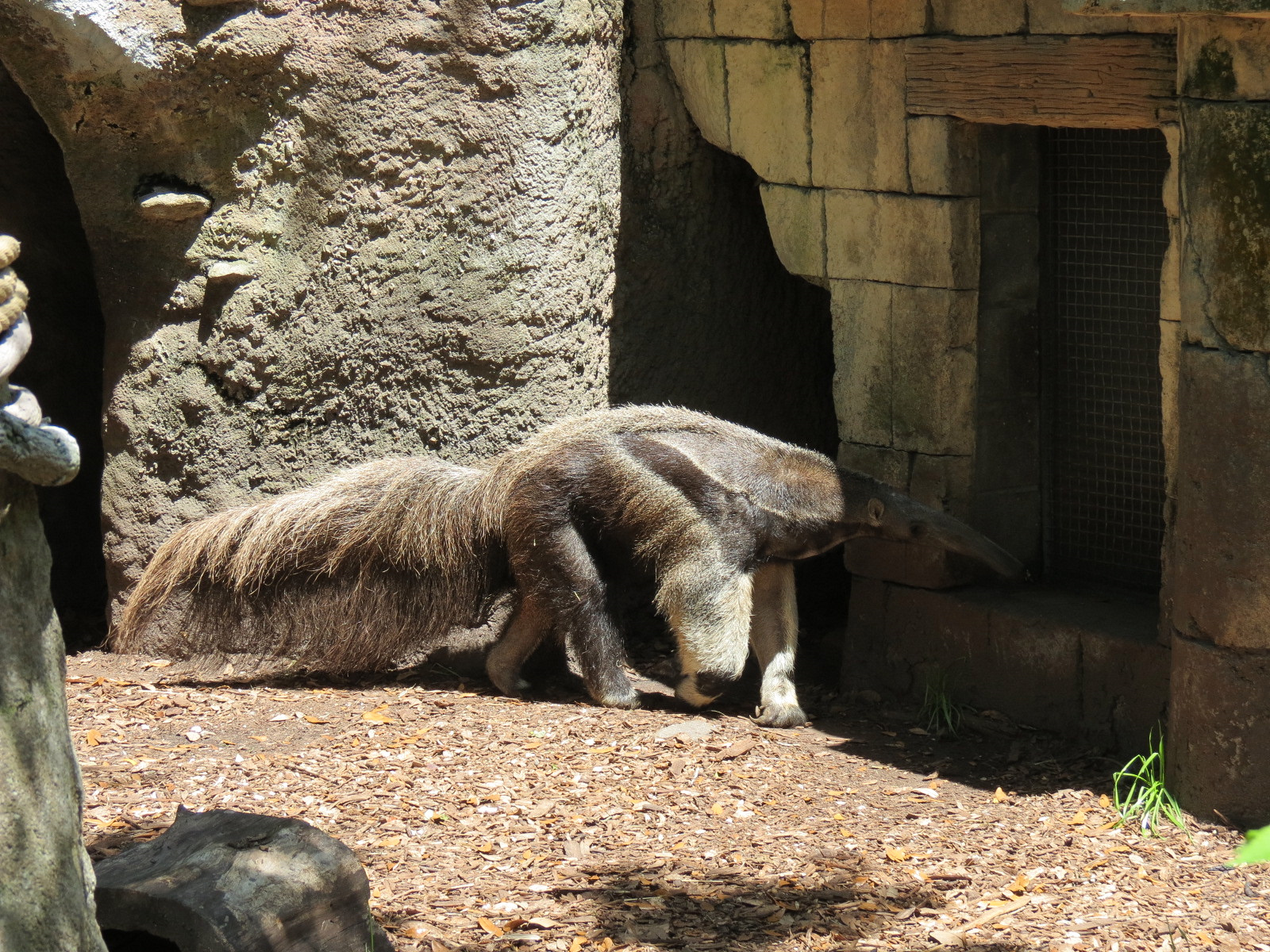 Jaguar Jungle - Giant Anteater, Hoffman's Sloth, and St. Vincent Agouti Exhibit