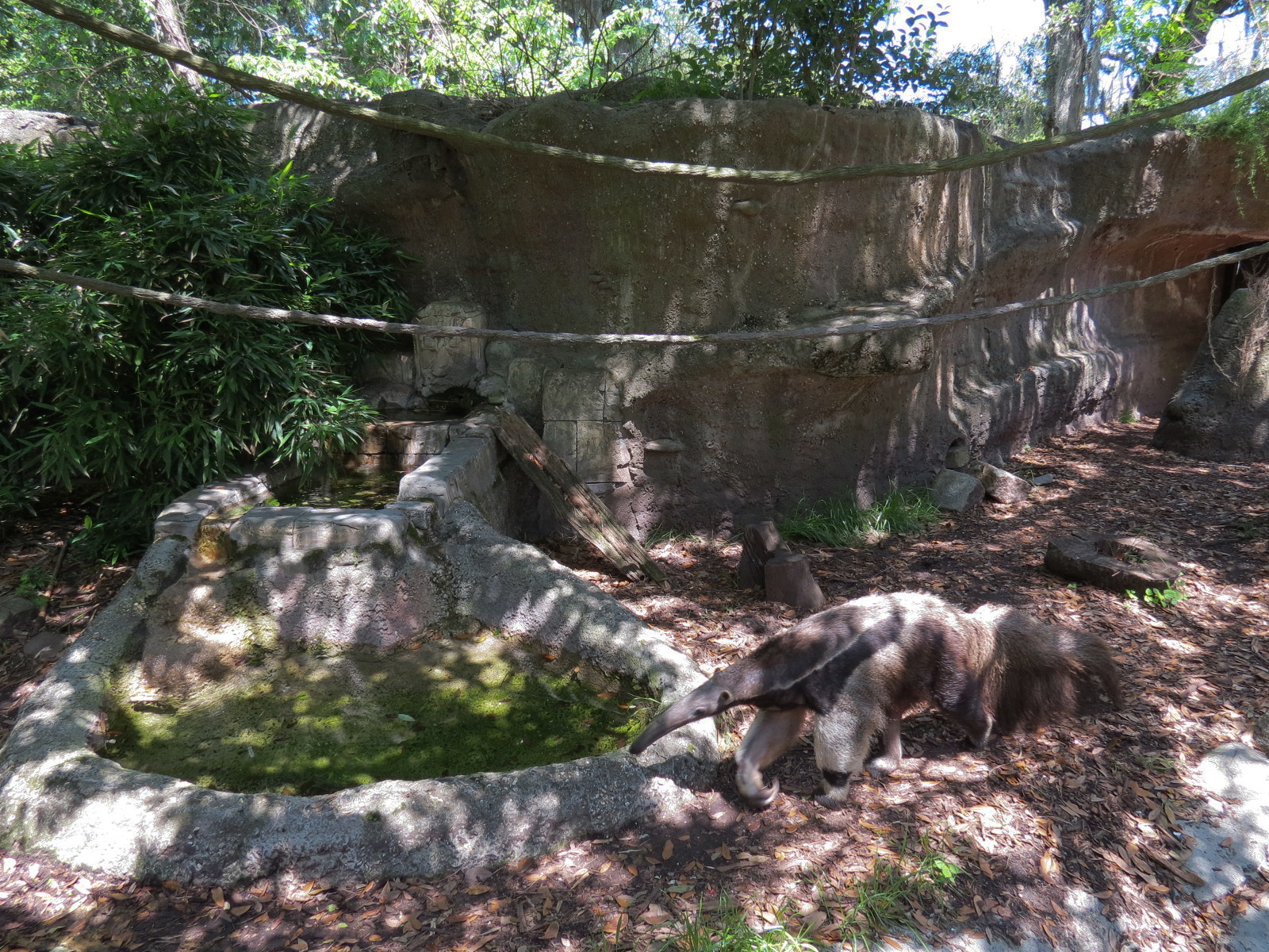 Jaguar Jungle - Giant Anteater, Hoffman's Sloth, and St. Vincent Agouti Exhibit
