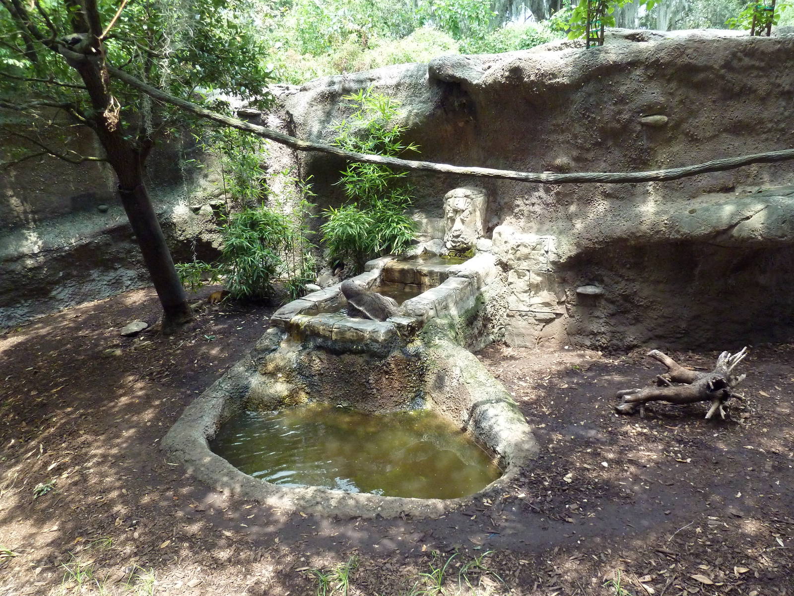 Jaguar Jungle - Giant Anteater/Two-Toed Sloth/Agouti Exhibit