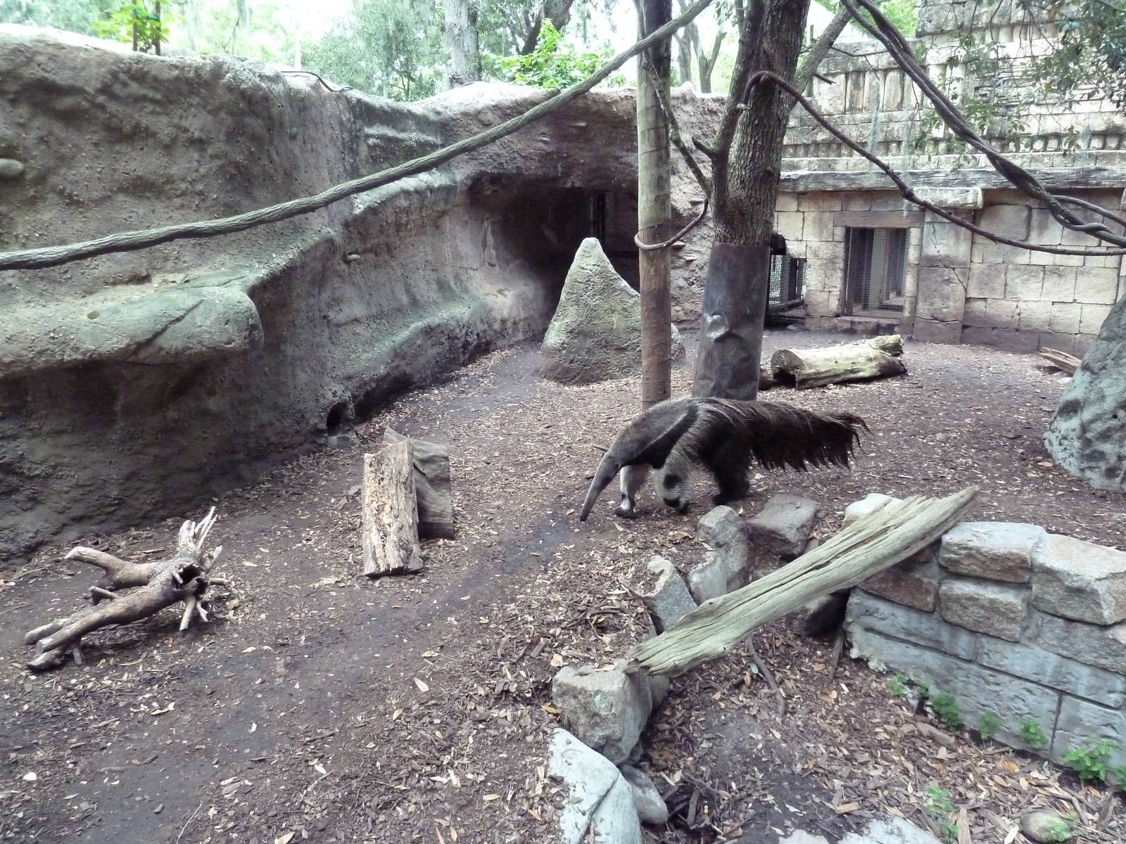 Jaguar Jungle - Giant Anteater/Two-Toed Sloth/Agouti Exhibit