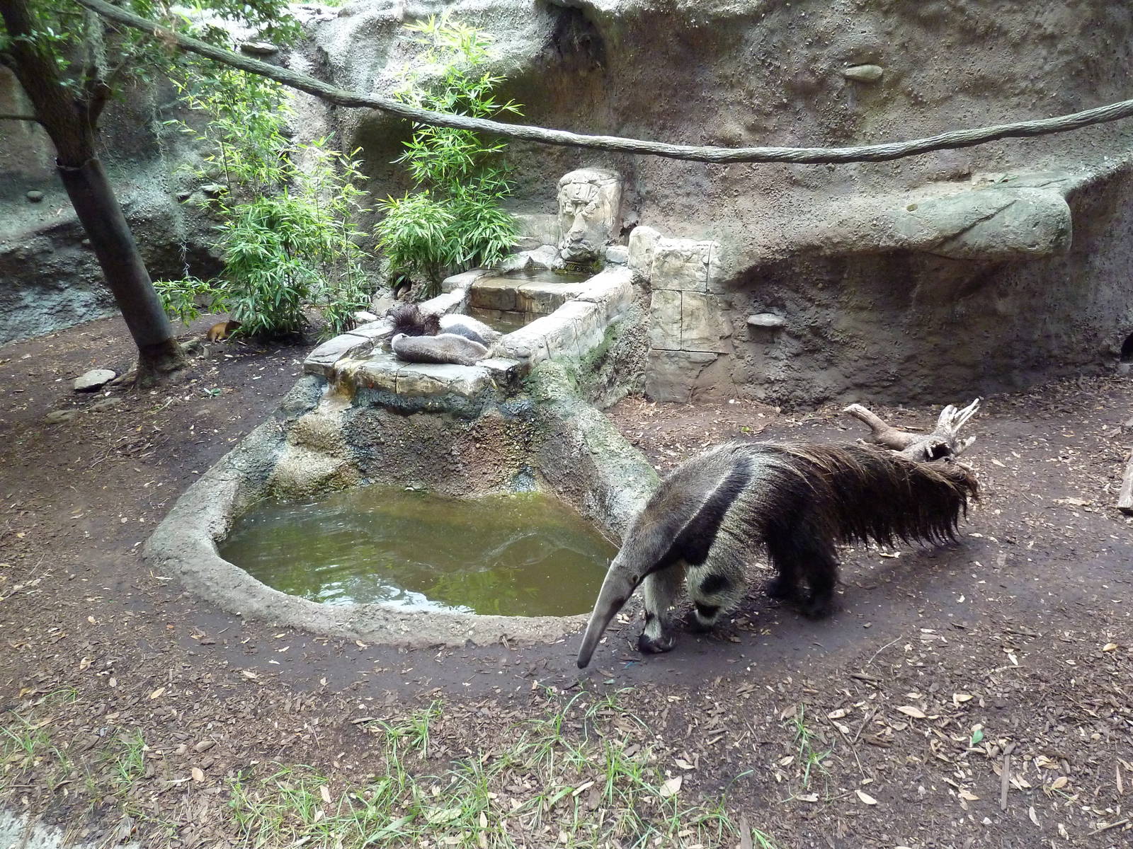 Jaguar Jungle - Giant Anteater/Two-Toed Sloth/Agouti Exhibit