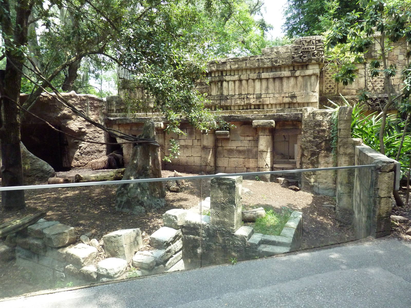 Jaguar Jungle - Giant Anteater/Two-Toed Sloth/Agouti Exhibit