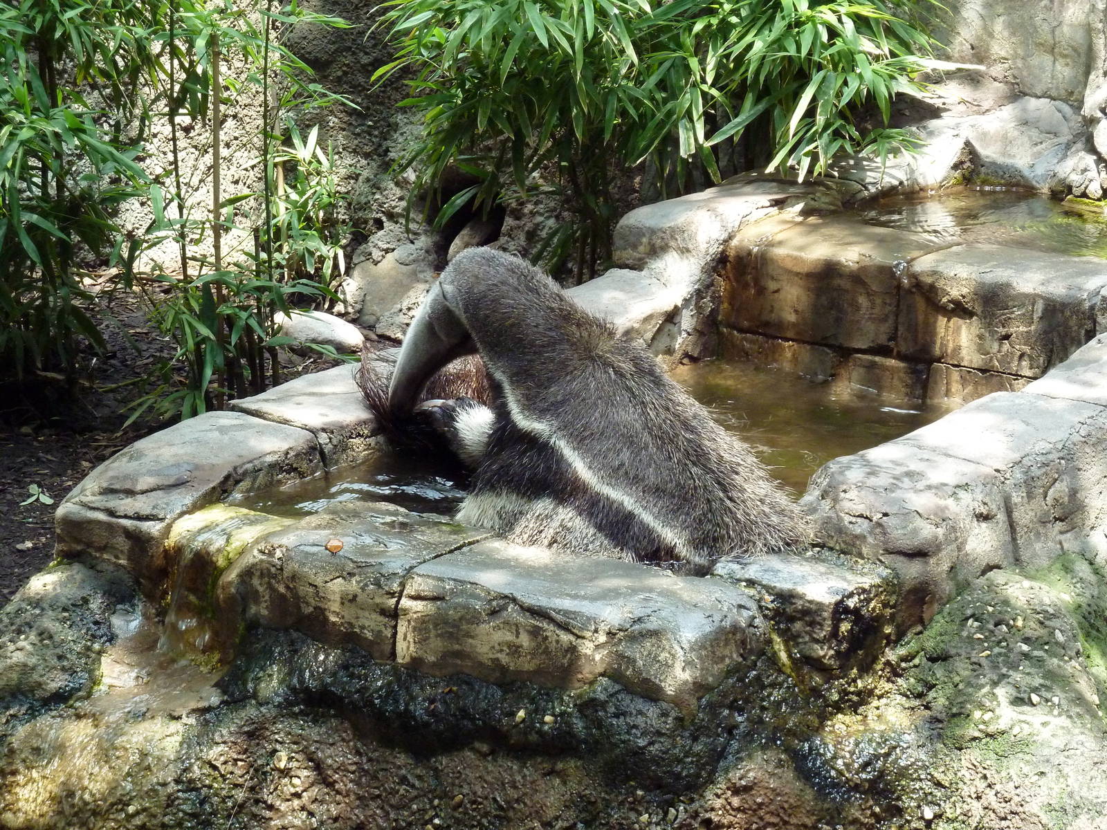 Jaguar Jungle - Giant Anteater