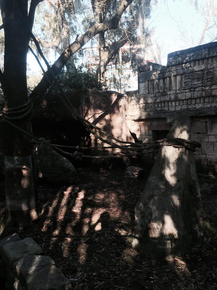 Jaguar Jungle- Giant Anteater