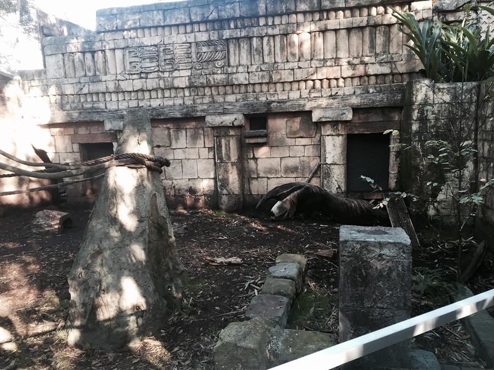 Jaguar Jungle- Giant Anteater