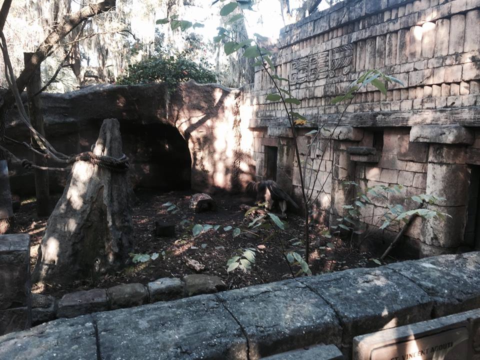 Jaguar Jungle- Giant Anteater