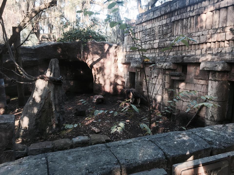 Jaguar Jungle- Giant Anteater