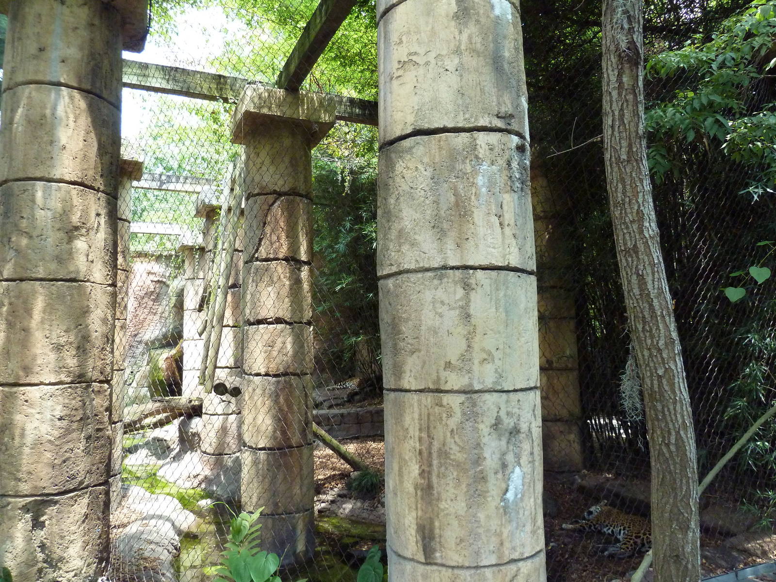 Jaguar Jungle - Jaguar Exhibit