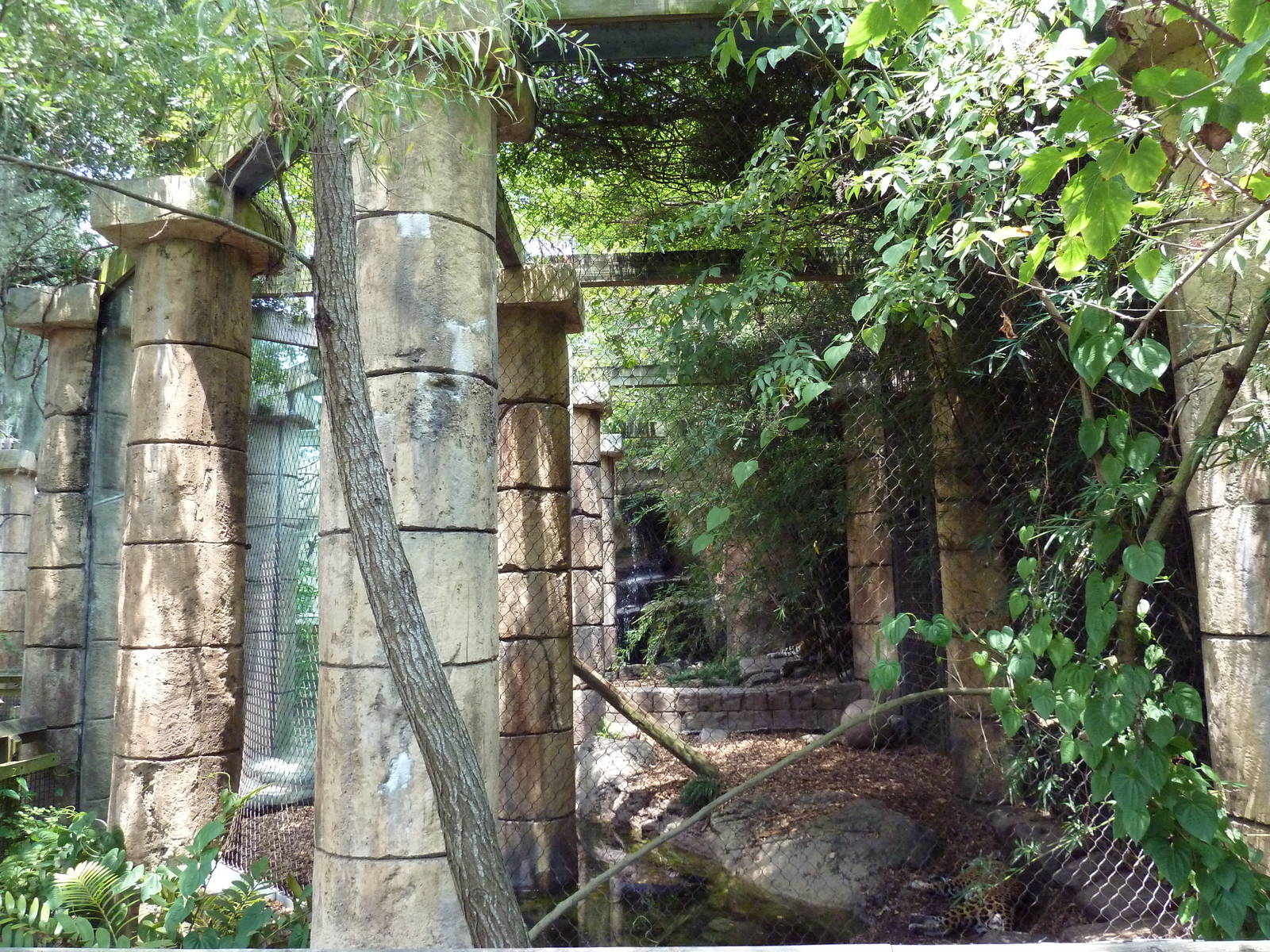 Jaguar Jungle - Jaguar Exhibit