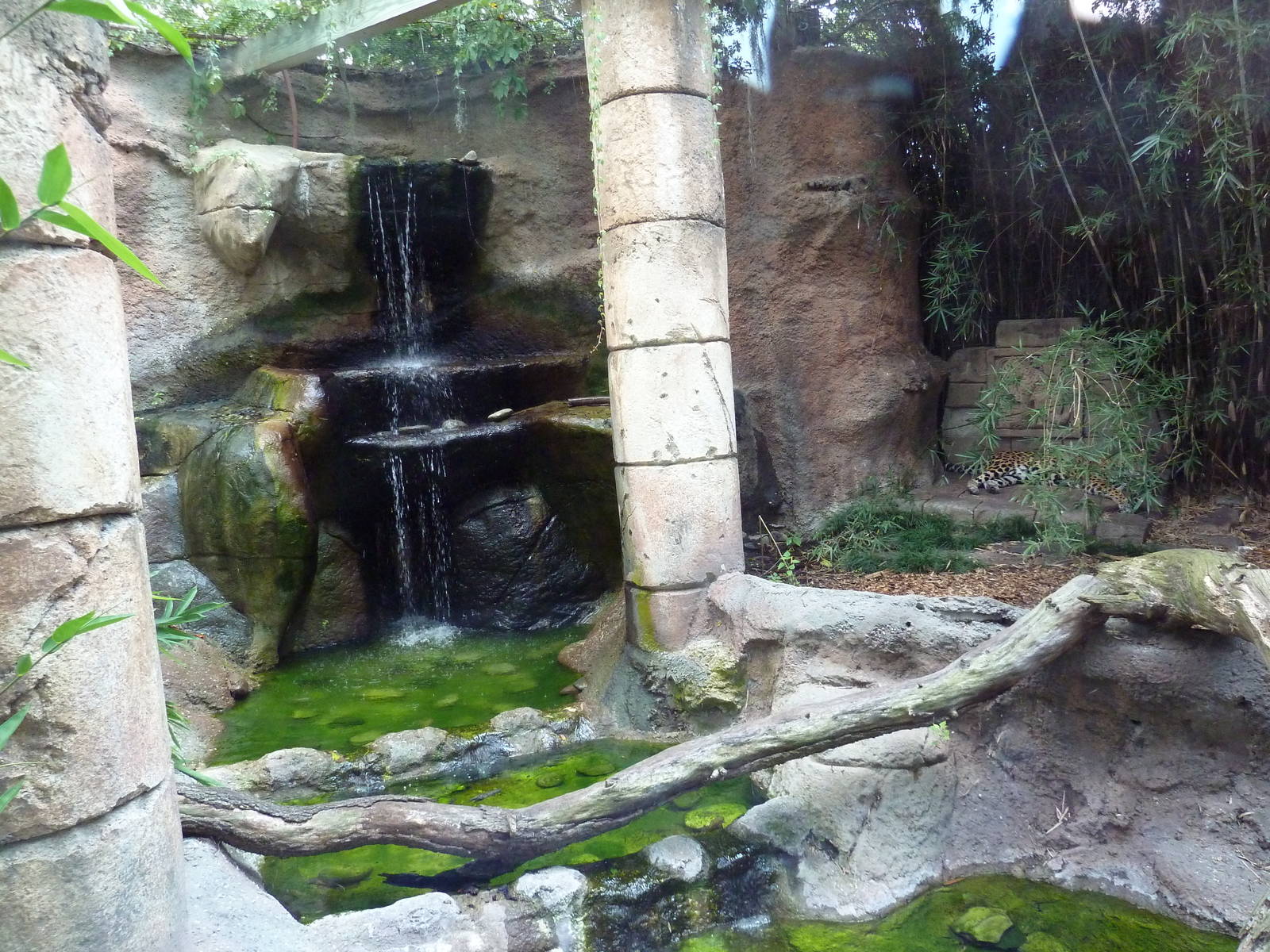 Jaguar Jungle - Jaguar Exhibit
