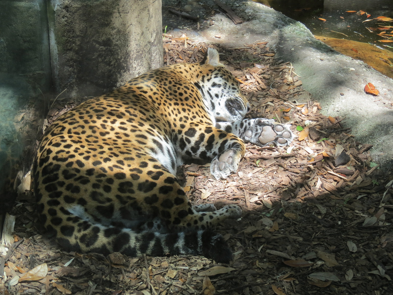 Jaguar Jungle - Jaguar Exhibit