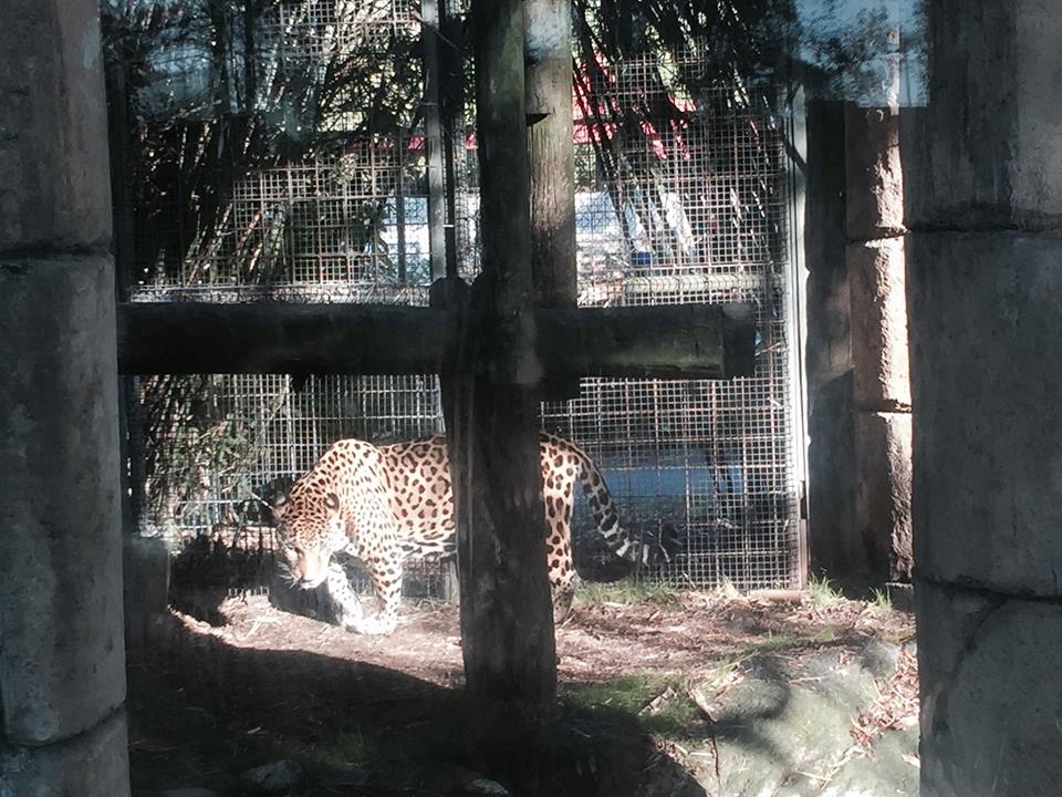 Jaguar Jungle- Jaguar