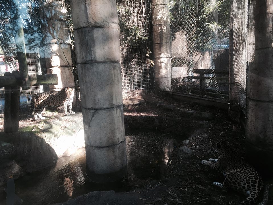 Jaguar Jungle- Jaguar