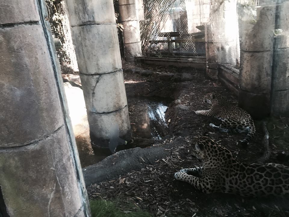Jaguar Jungle- Jaguar