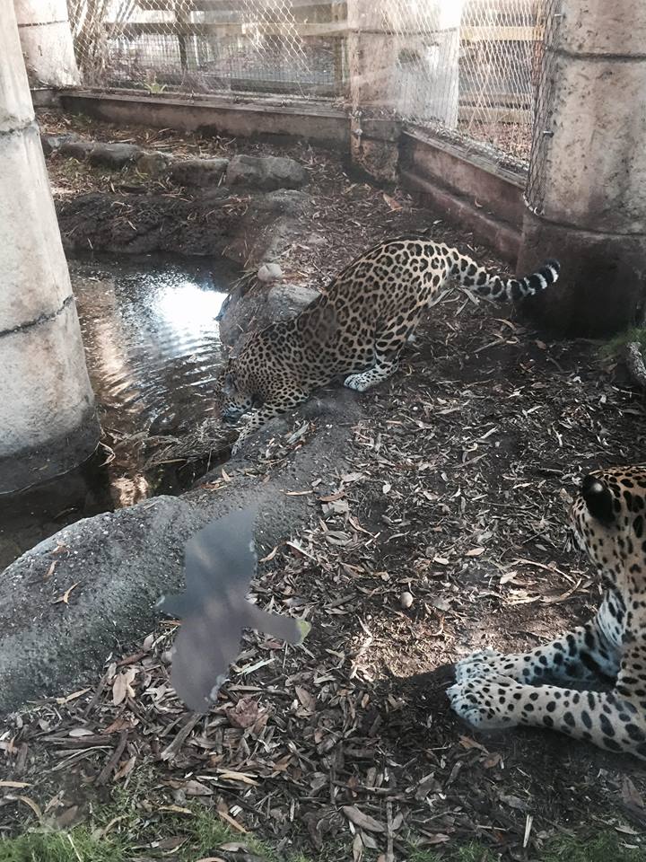 Jaguar Jungle- Jaguar